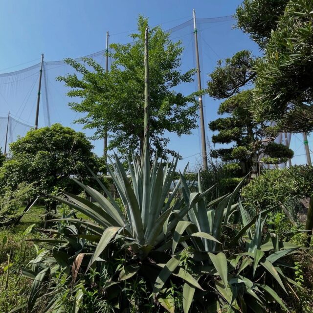 まーちゃんです🌵

先日、専務から教えてもらいました😄
倉庫などがある敷地内に『リュウゼツラン』
という植物があって、花が咲くとのこと！

それが、数十年に一度しか咲かないんですって！

花茎が伸びてくるのは花が咲く前兆だそうで
ぐんぐん成長中です👏

横の木と見比べても高いのが分かりますが
まだ伸びるらしい🧐

どんな花を咲かせるのか楽しみですね😊

#リュウゼツラン #花 #咲くのか #楽しみ 
#鹿児島 #阿久根
