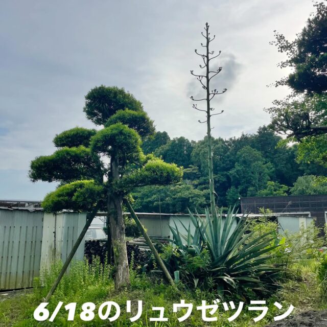 まーちゃんです！

#リュウゼツラン 観察日記📓

1ヶ月前と比べると背が伸びてます！

パヤパヤも出てきました！

どんな花が咲くんだろう…🌸

あえて調べないでおこう😗